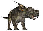 Achelousaurus, illustration