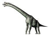 Brachiosaurus, illustration