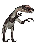 Utahraptor, illustration