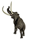 Woolly mammoth, illustration