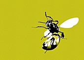 Bee, illustration