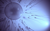 Sperm surrounding egg, illustration