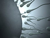 Sperm approaching egg, illustration