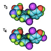 Triiodothyronine and thyroxine hormone, molecular models