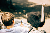 Child drawing an ostrich