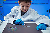 Schoolboy putting leaves on microscope slide