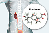 Aldosterone hormone and adrenal gland, illustration