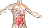 Human digestive system, illustration