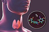 Thyroid gland and thyroid hormone T3 molecule, illustration
