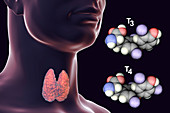 Thyroid gland and thyroid hormone molecules, illustration