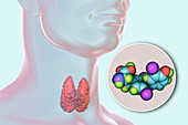 Thyroid gland and thyroid hormone T3 molecule, illustration
