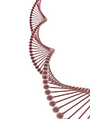 DNA, illustration