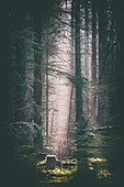 Dark woodland