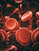 Red blood cells, illustration