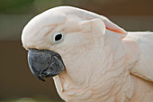 Portrait of a cockatoo parrot