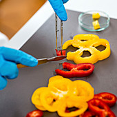 Food safety inspector working with vegetables