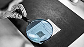 Forensic science technician analyzing evidence in laboratory