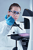 Scientist working with cell culture