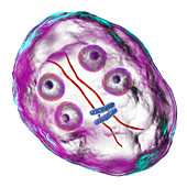 Giardia intestinalis protozoan cyst, illustration