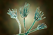 Penicillium fungus, illustration