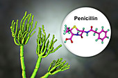Penicillium fungus and antibiotic penicillin, illustration
