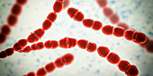 Streptococcus thermophilus bacteria, illustration