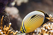 Polyp butterflyfish