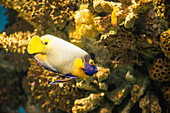 Yellow Mask Angelfish