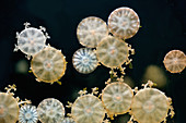 Jellyfish Polyps