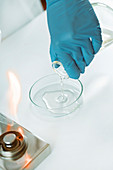 Microbiologist preparing agar plates