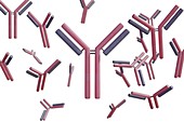 Antibodies, illustration