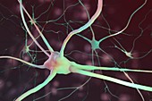 Neurons, illustration