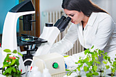 Botanist examining plant tissue with microscope