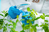 Botanist examining plant samples