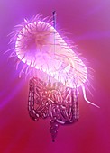 E. coli and intestine, illustration