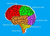 Human brain lobes, illustration
