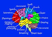 Human brain lobes and functions, illustration
