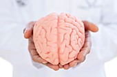 Neurologist holding brain model