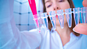 Researcher pipetting sample