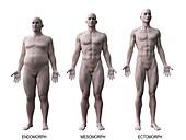 Male body types, illustration