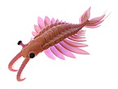 Anomalocaris, illustration