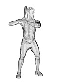 Baseball player's skeleton, illustration