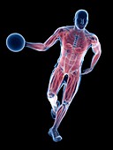 Basketball player's muscles, illustrations