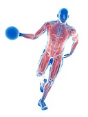 Basketball player's muscles, illustrations