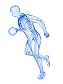 Basketball player's skeleton, illustrations