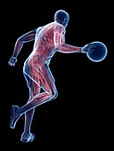 Basketball player's muscles, illustrations