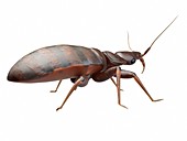 Bedbug, illustration