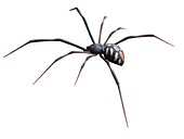 Male black widow spider, illustration