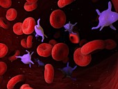 Platelets, illustration