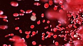 Blood cells, illustration